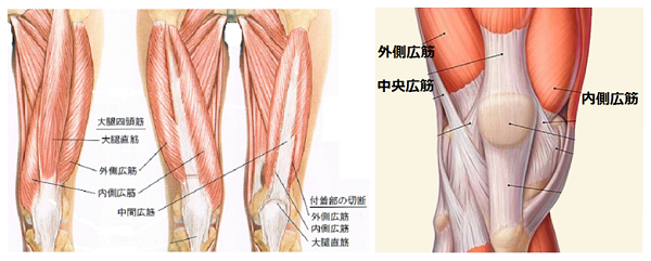膝痛の原因は筋肉です。