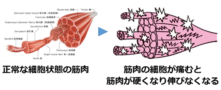 筋肉が酸化するイメージ