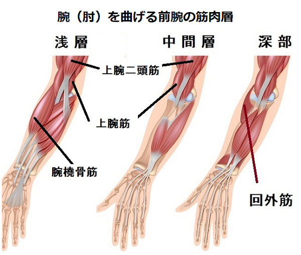 肘の痛みの原因となる肘の筋肉層