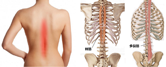 背骨の筋肉