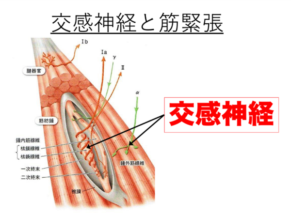 筋膜には交感神経が張り付いてコントロールしている