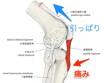 生理学から見た成長痛の原因解説