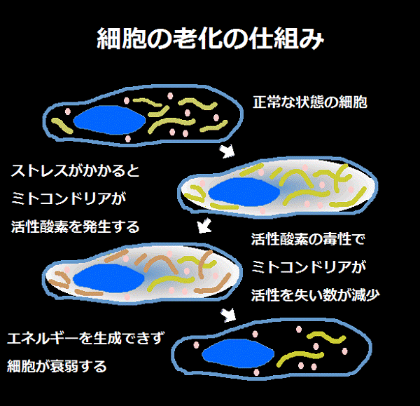 細胞の老化の仕組み