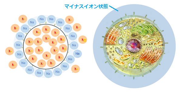 正常な細胞のイオン状態