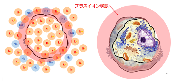 破壊された細胞のイオン状態
